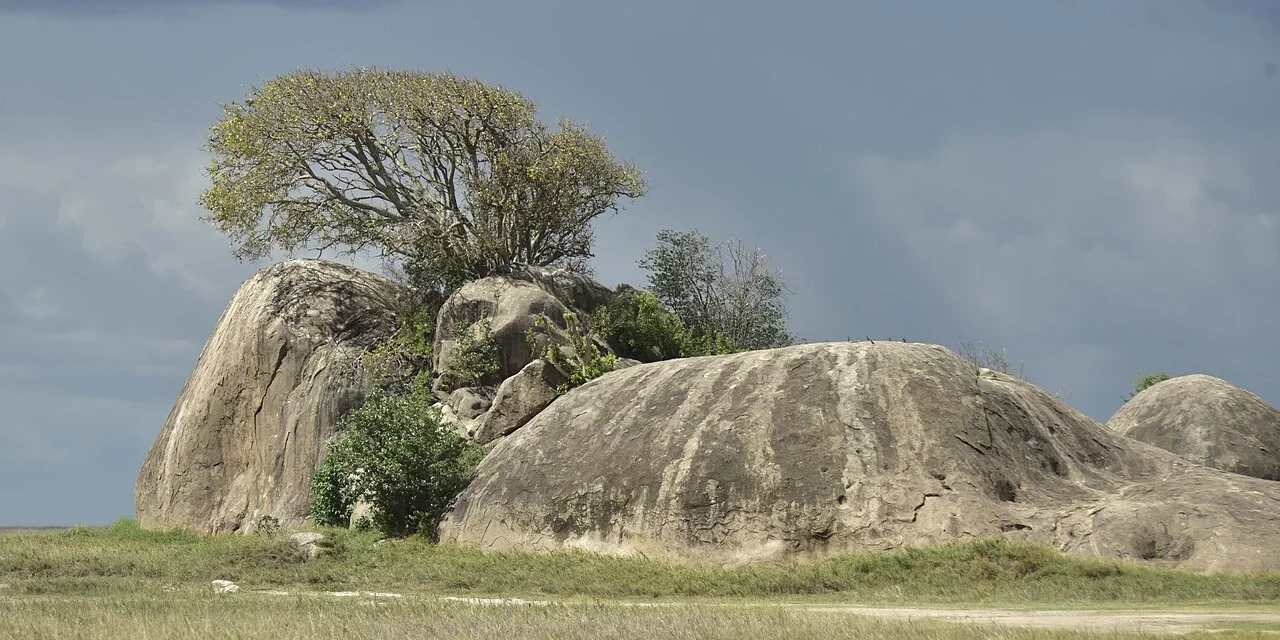 Rounded granite outcrops with trees growing between the rocks in the Serengeti
