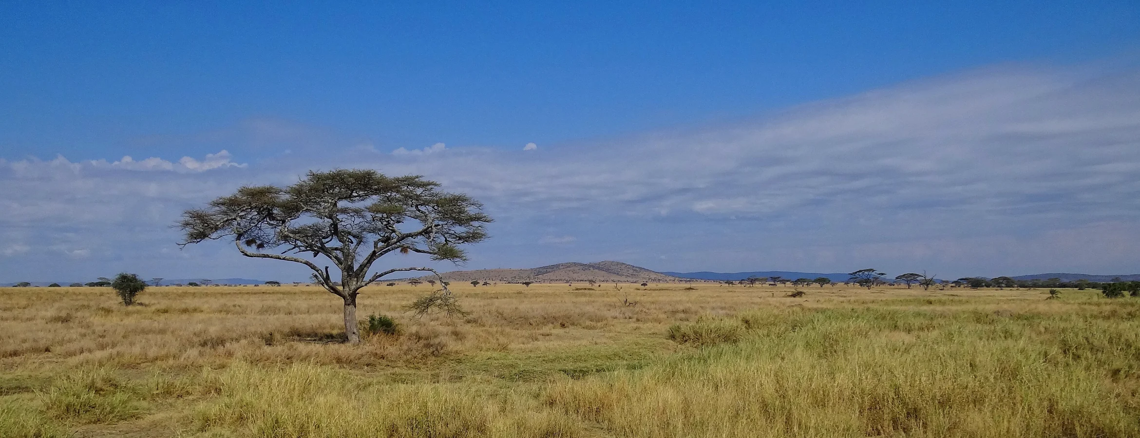 Grass and trees beneath a Serengeti sky.