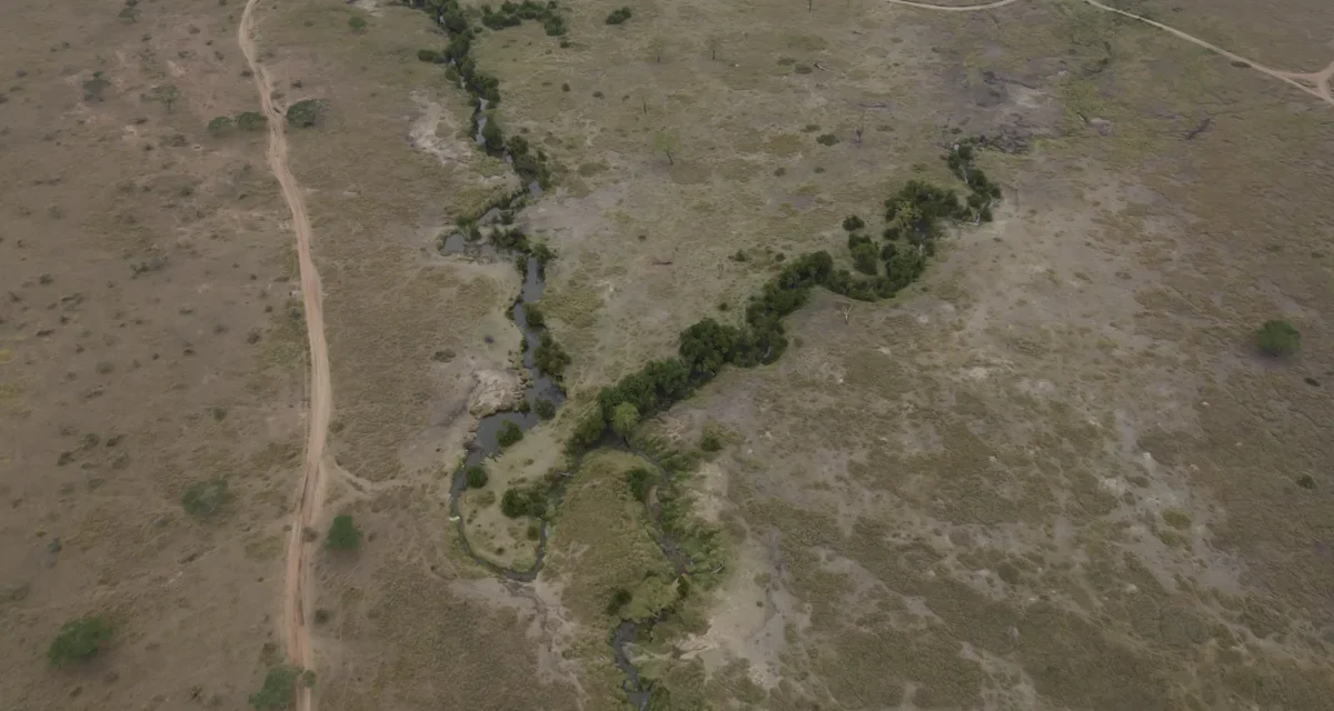 An aerial view of a winding river corridor through the Serengeti landscape
