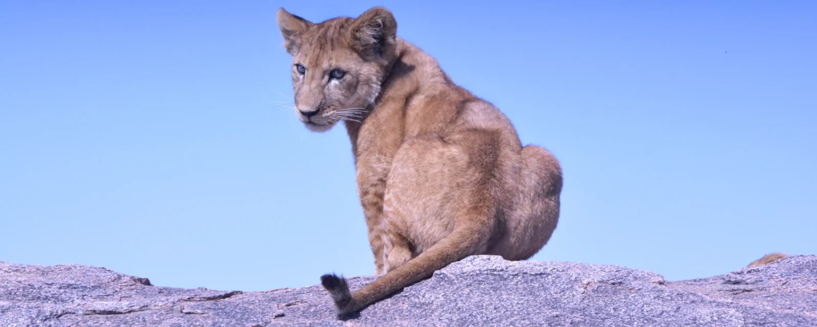 A lion resting on a granite outcrop in Serengeti National Park