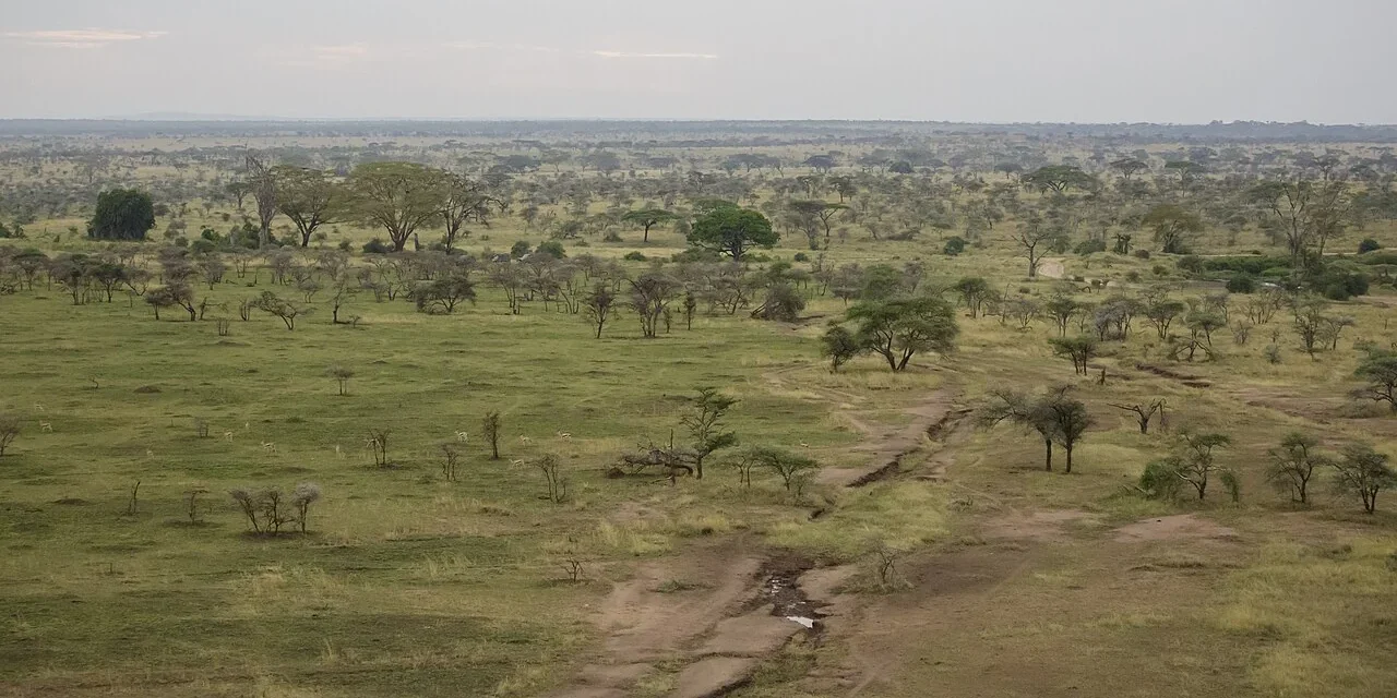 An elevated view across grassland, trees and tracks in the Seronera area of Serengeti National Park