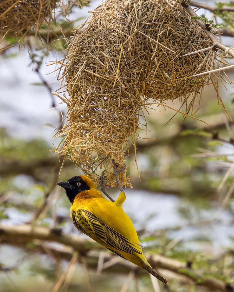 A lesser masked weaver hanging near its woven nest in the Serengeti